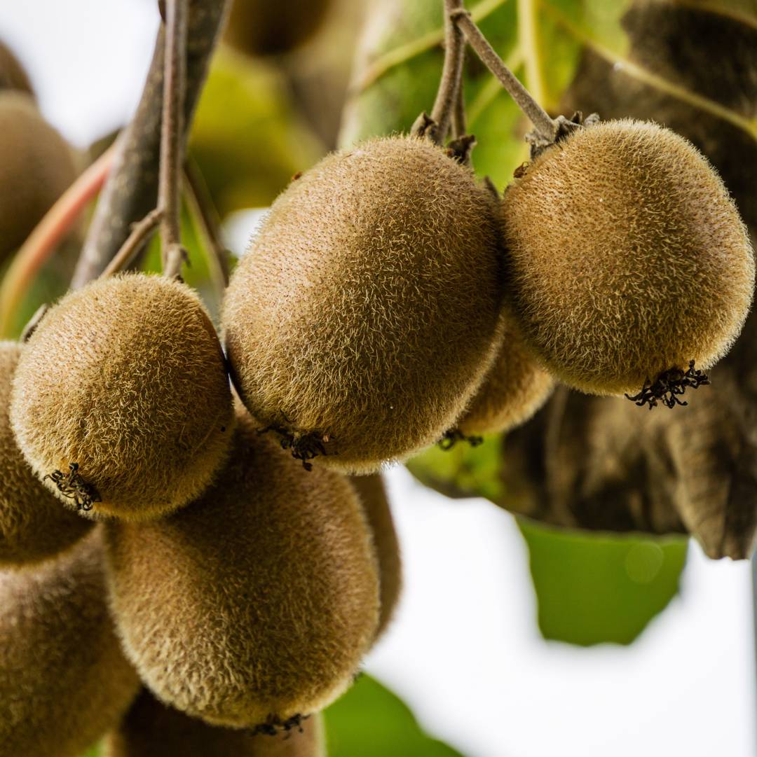 Kiwi 