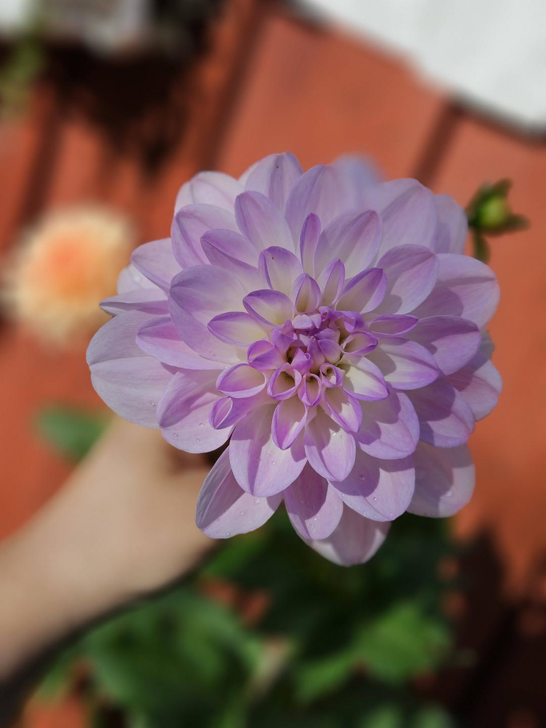 Dahlia Porcelain