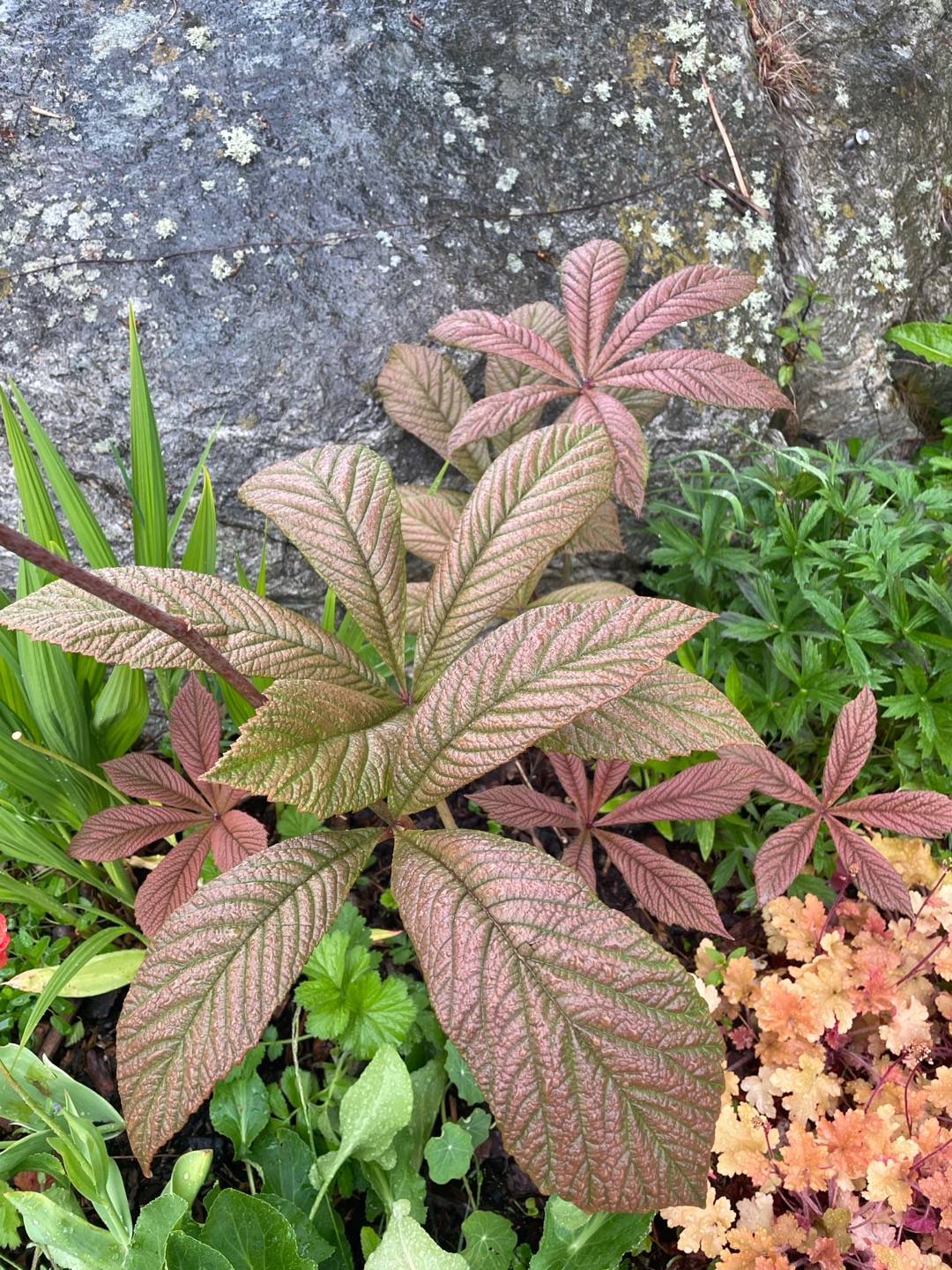 Fingerrodgersia Chocolate Wing