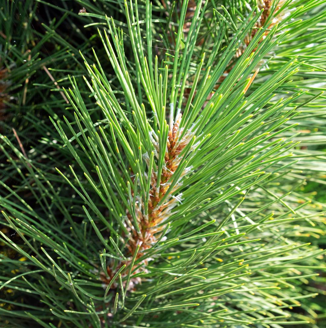 Pelartall Fastigiata