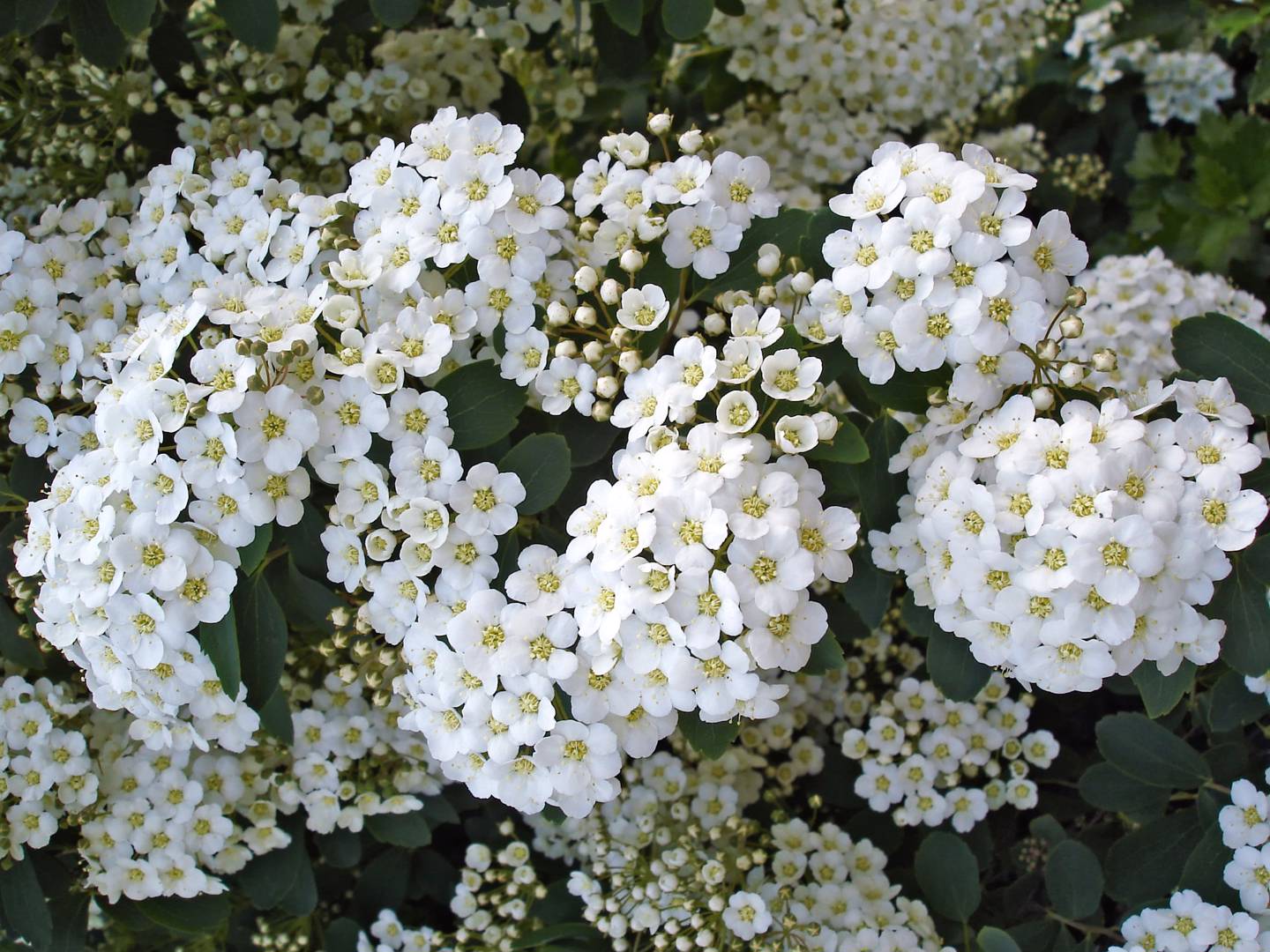 Spirea 