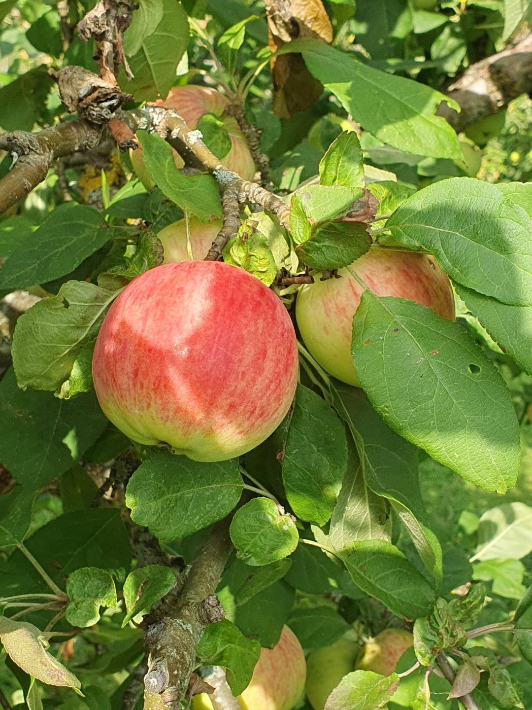 Äppelträd Röd Melba