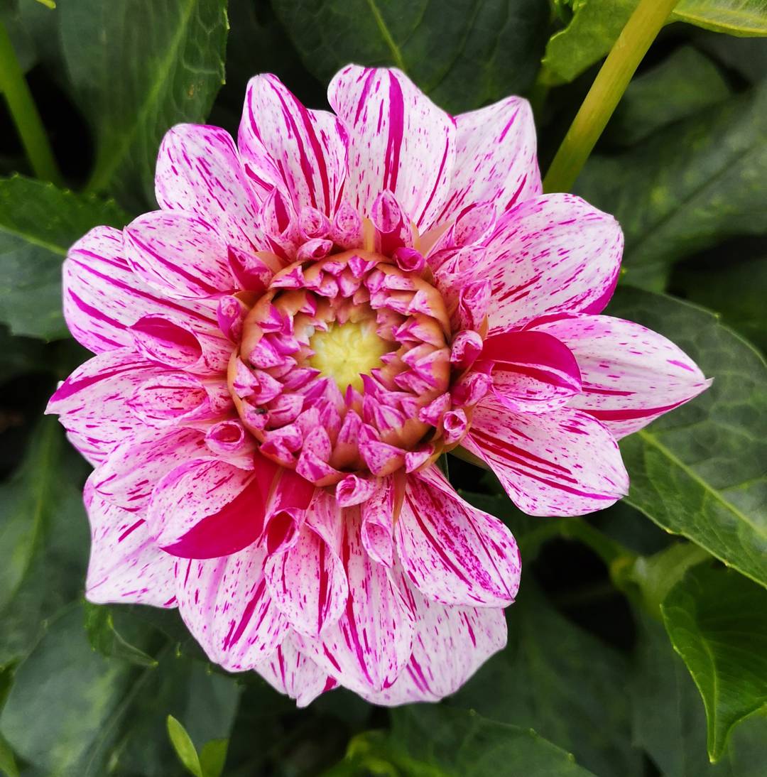 Dahlia Peppermint Splash