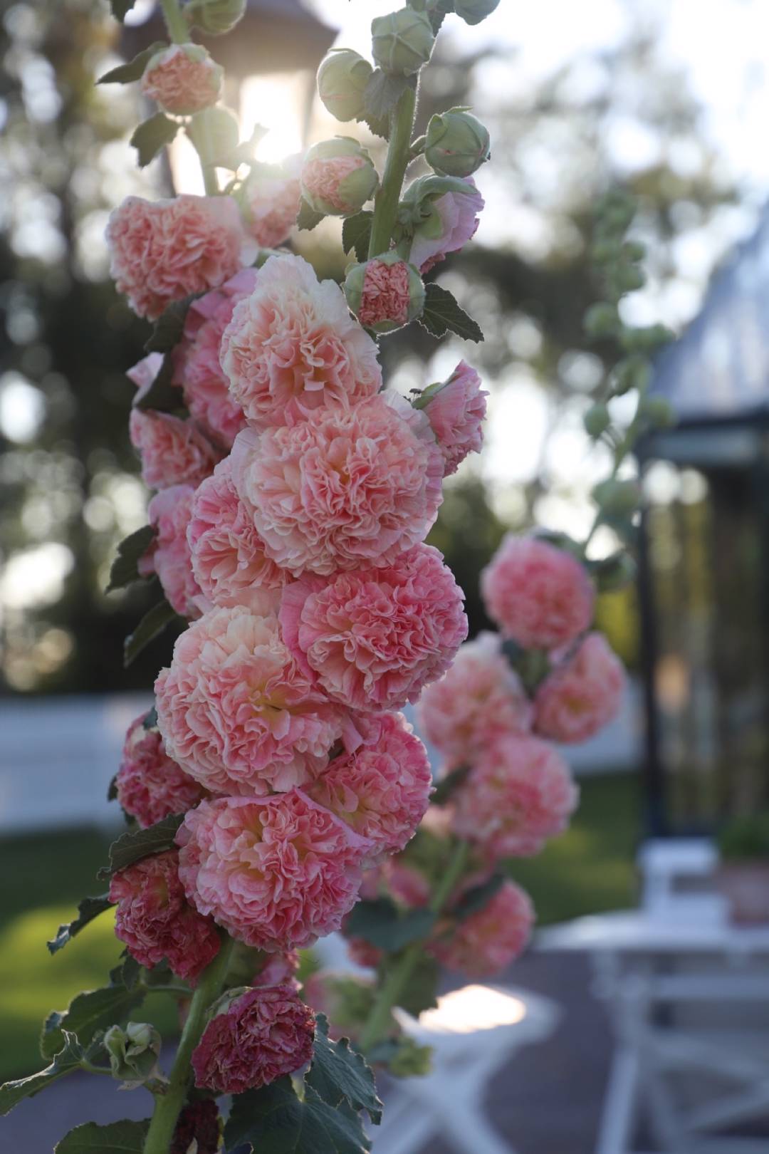 Oh!Garden - Stockros Chaters Double Salmon Pink