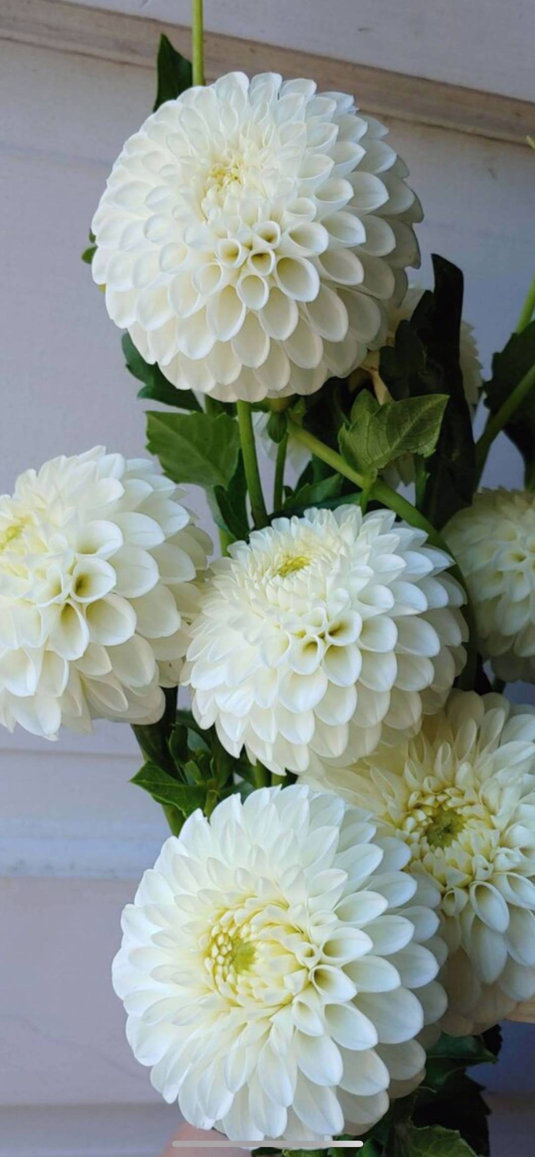 Dahlia Ryecroft Jan