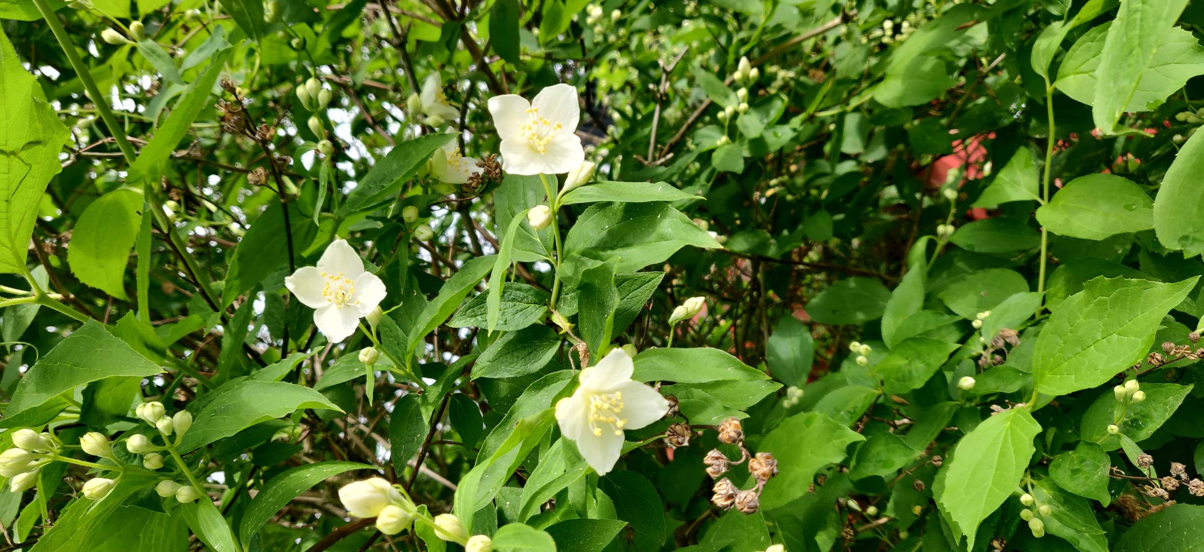 EmiAmanda