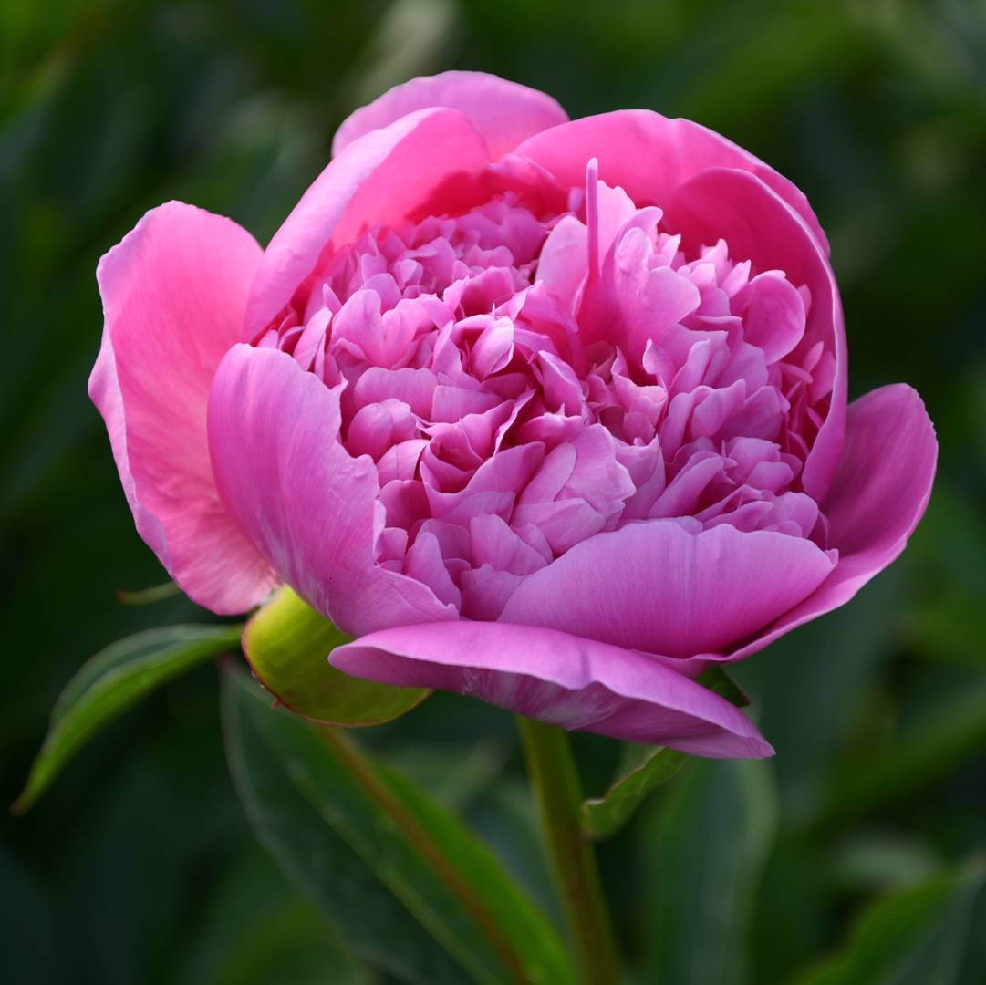 Luktpion Edulis Superba