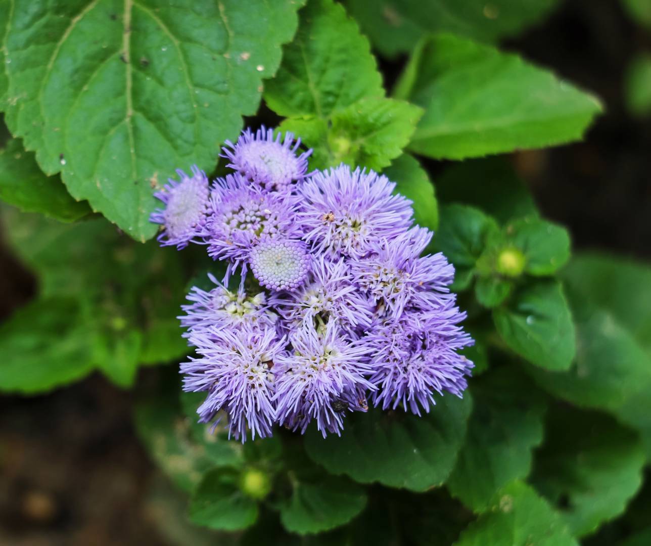 Ageratum Blue mink