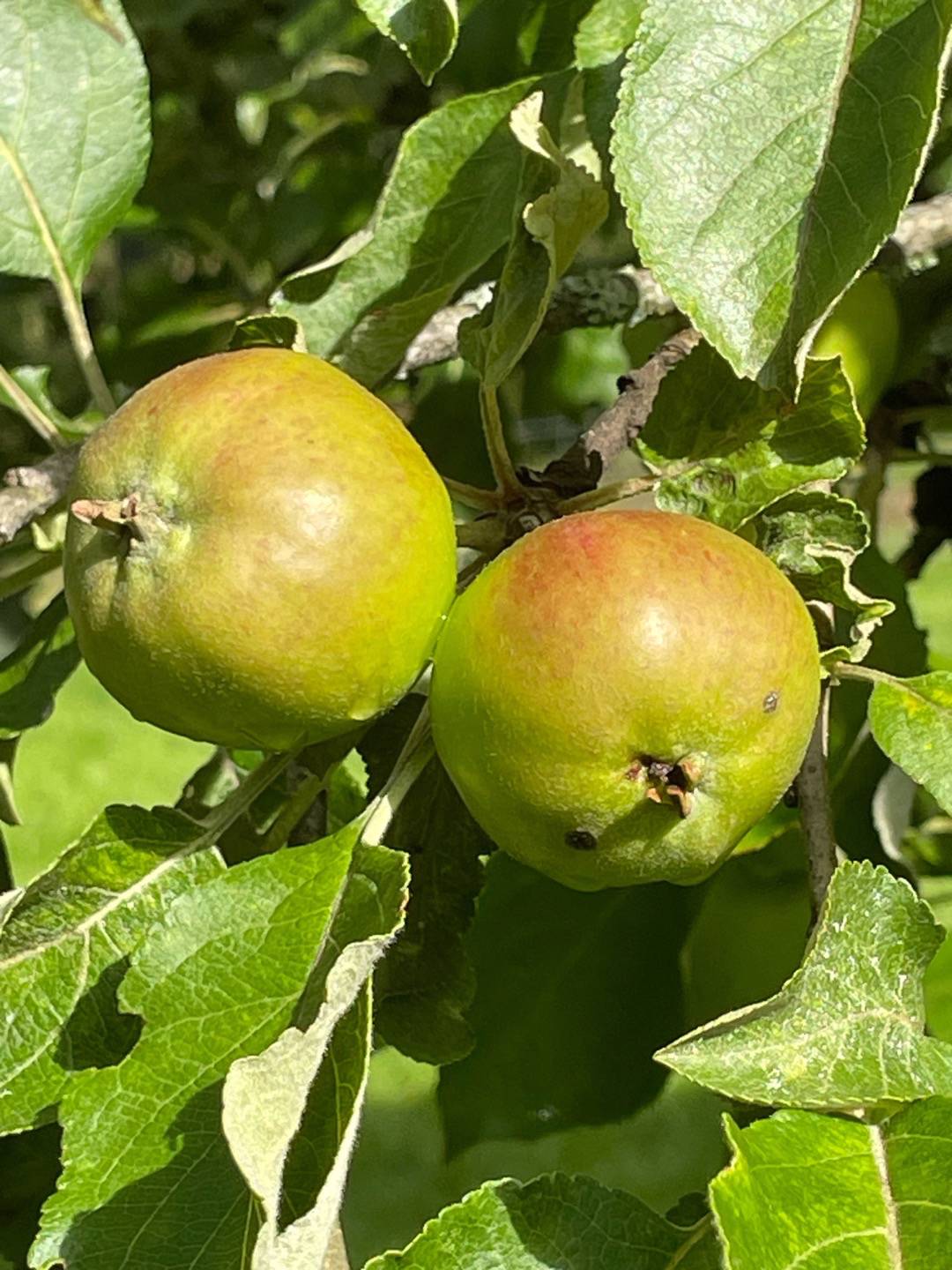 Äppelträd Gyllenkroks Astrakan