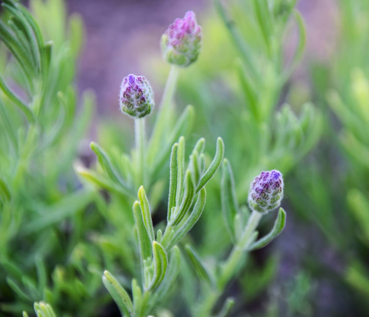 Lavendel Thumbelina Leigh