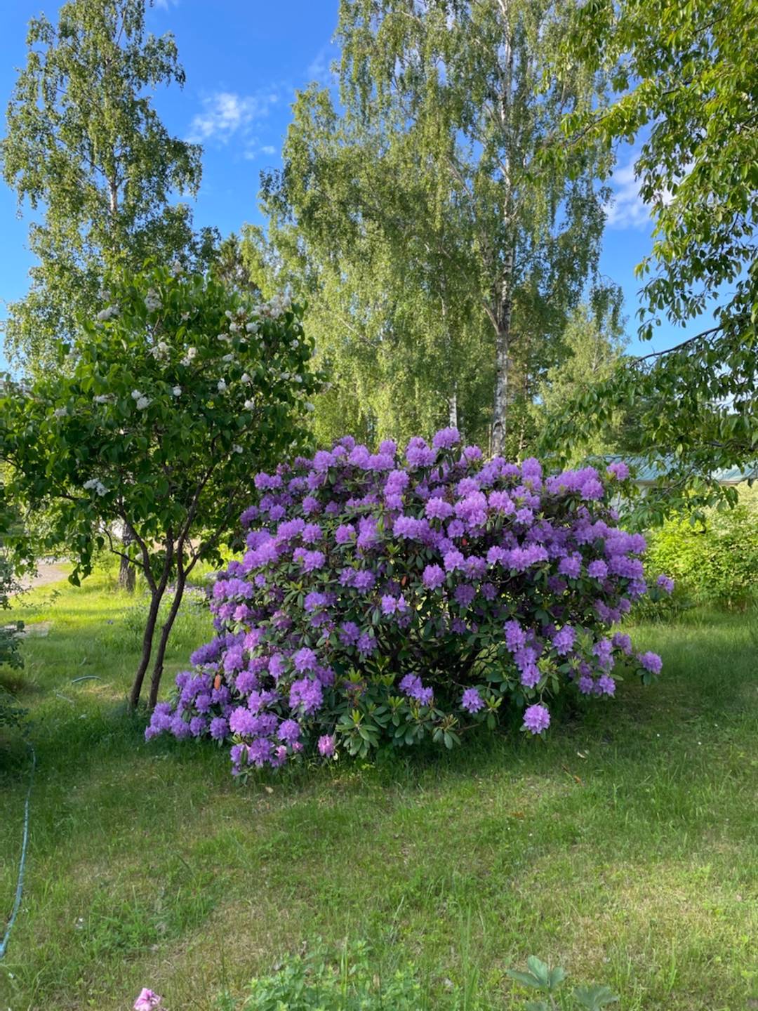 Rhododendron Alfred