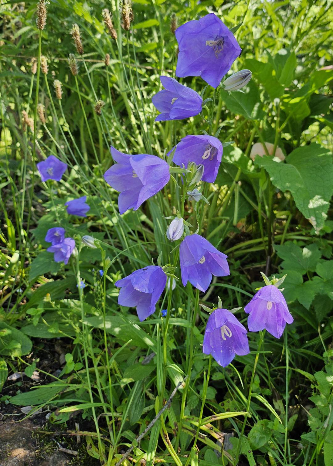 Oh!Garden - Stor Blåklocka Coerulea