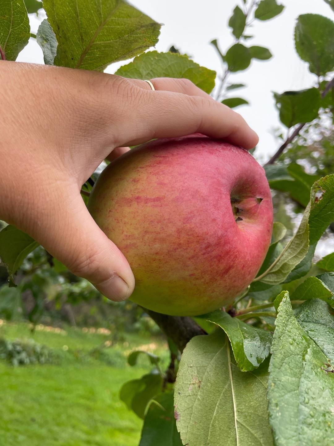 Äppelträd Bramley