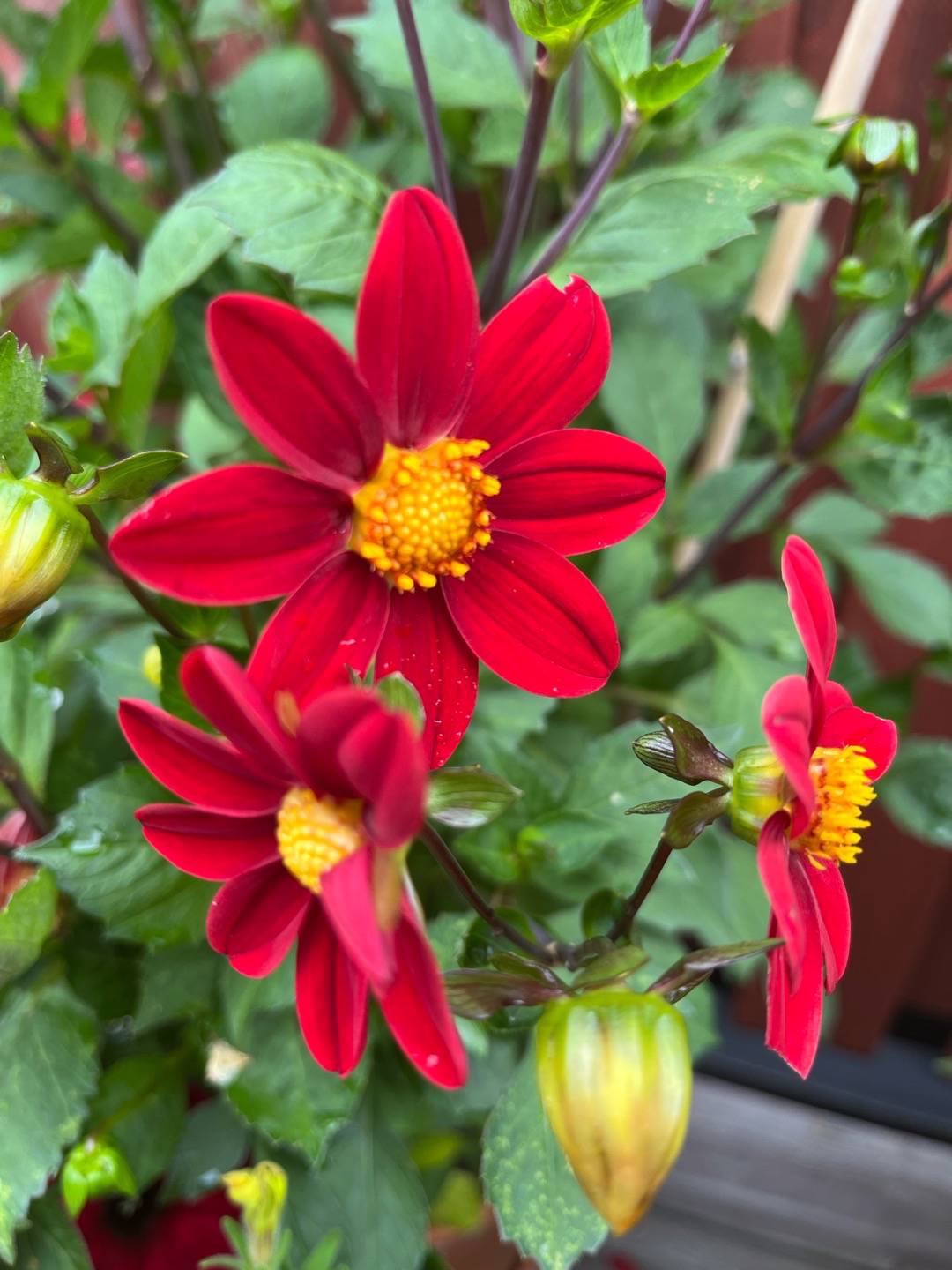 Oh!Garden - Dahlia Topmix Red
