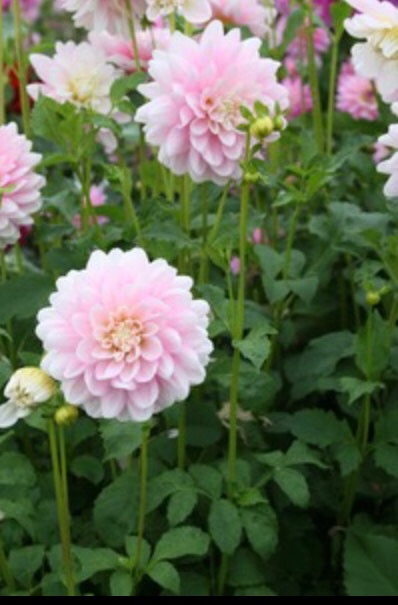 Oh!Garden - Dahlia Innocence Us