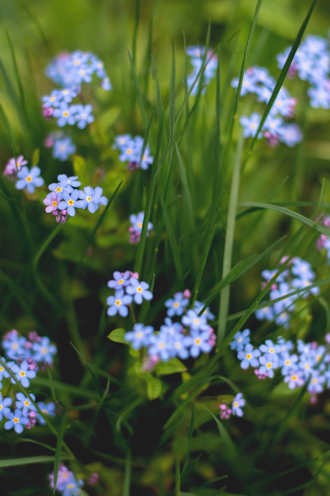 Där knoppar brister
