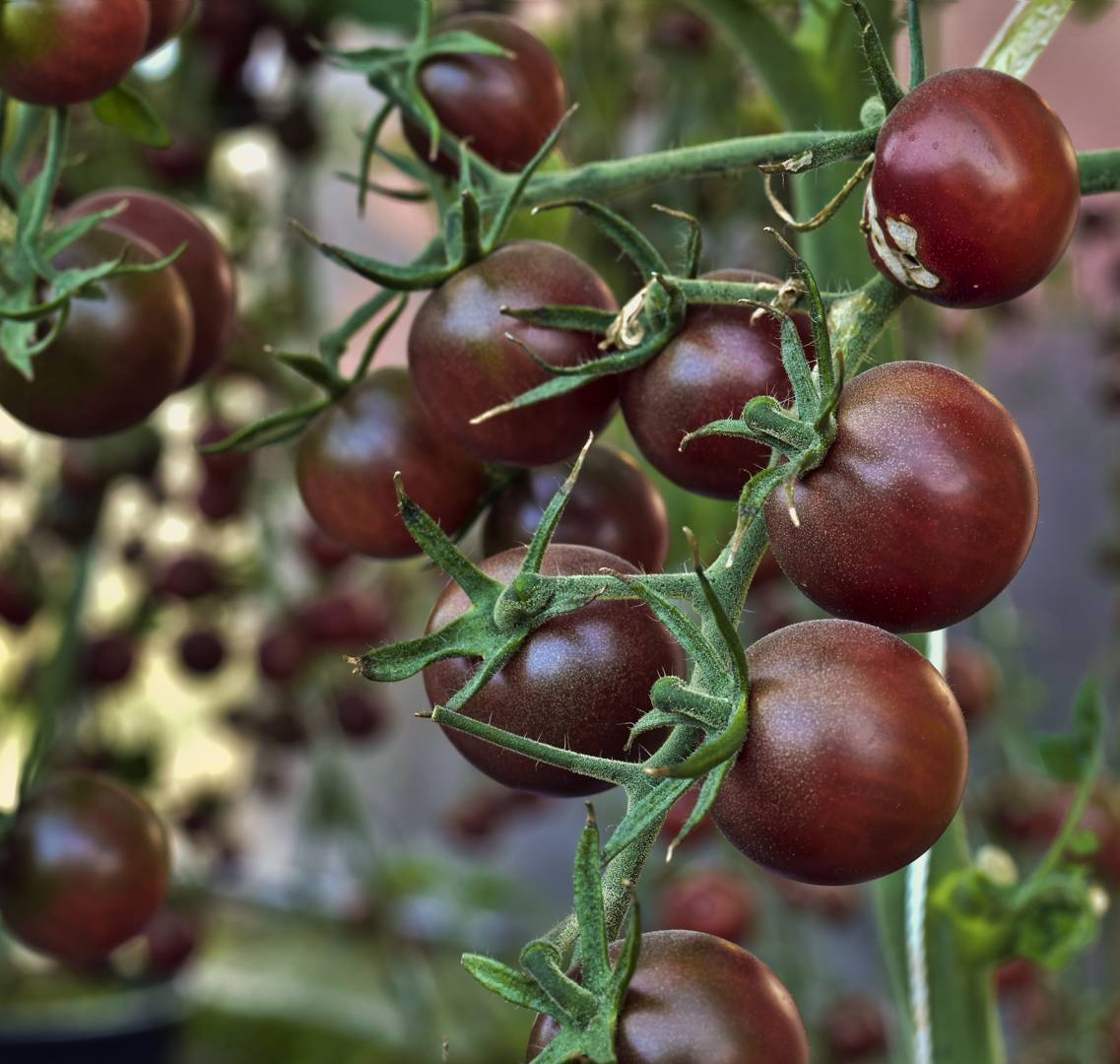 Körsbärstomat Chocolate Cherry