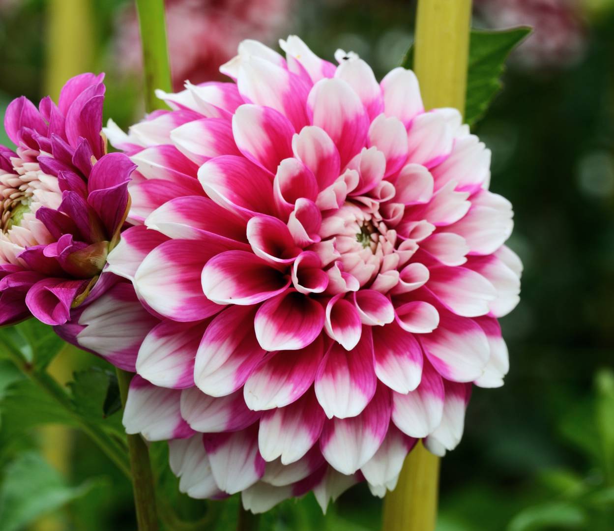 Oh!Garden - Dahlia Fuzzy Wuzzy