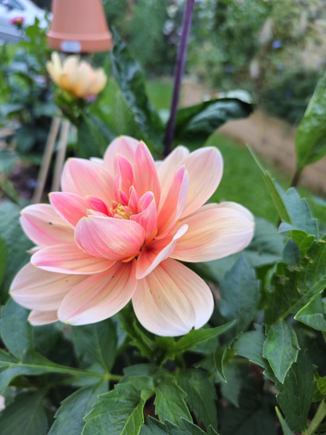 7sortersblomster