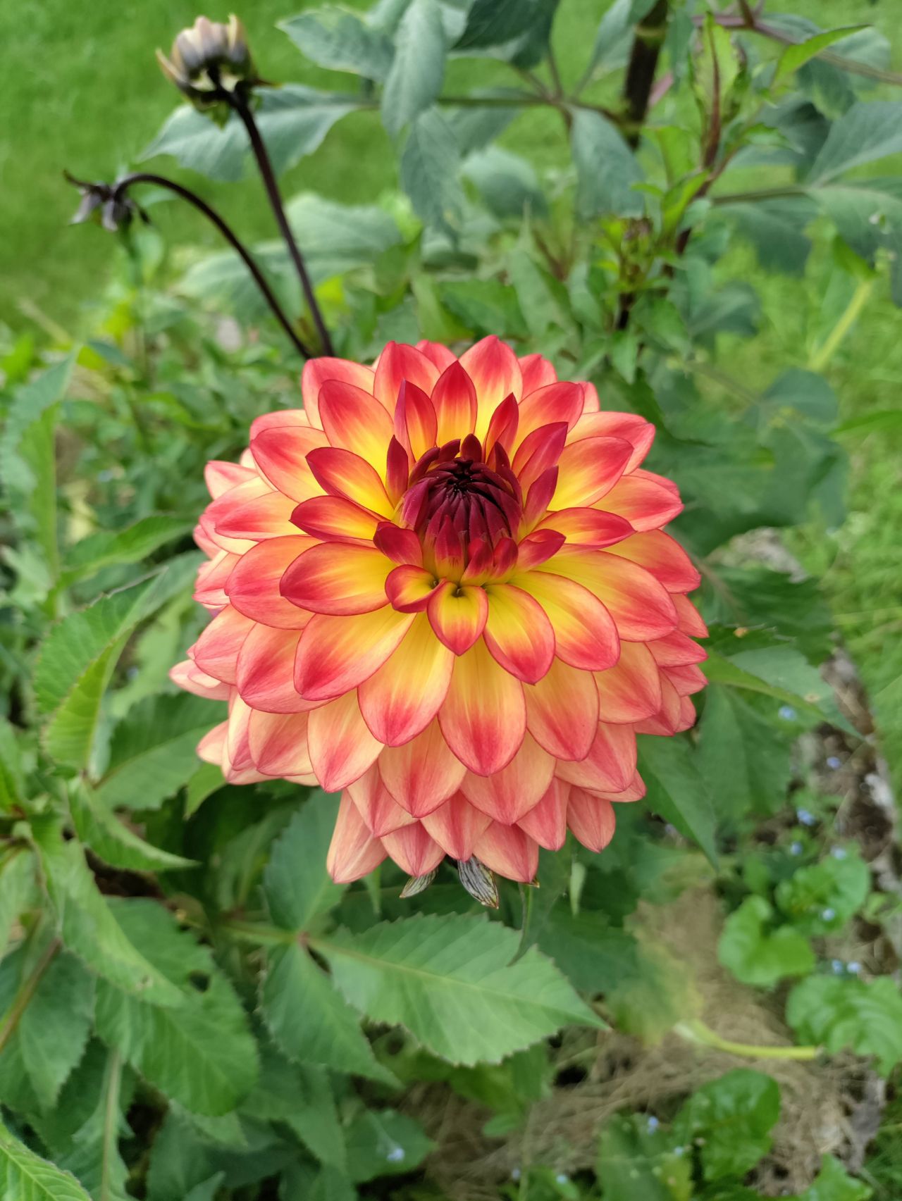 Dahlia Lake Tahoe