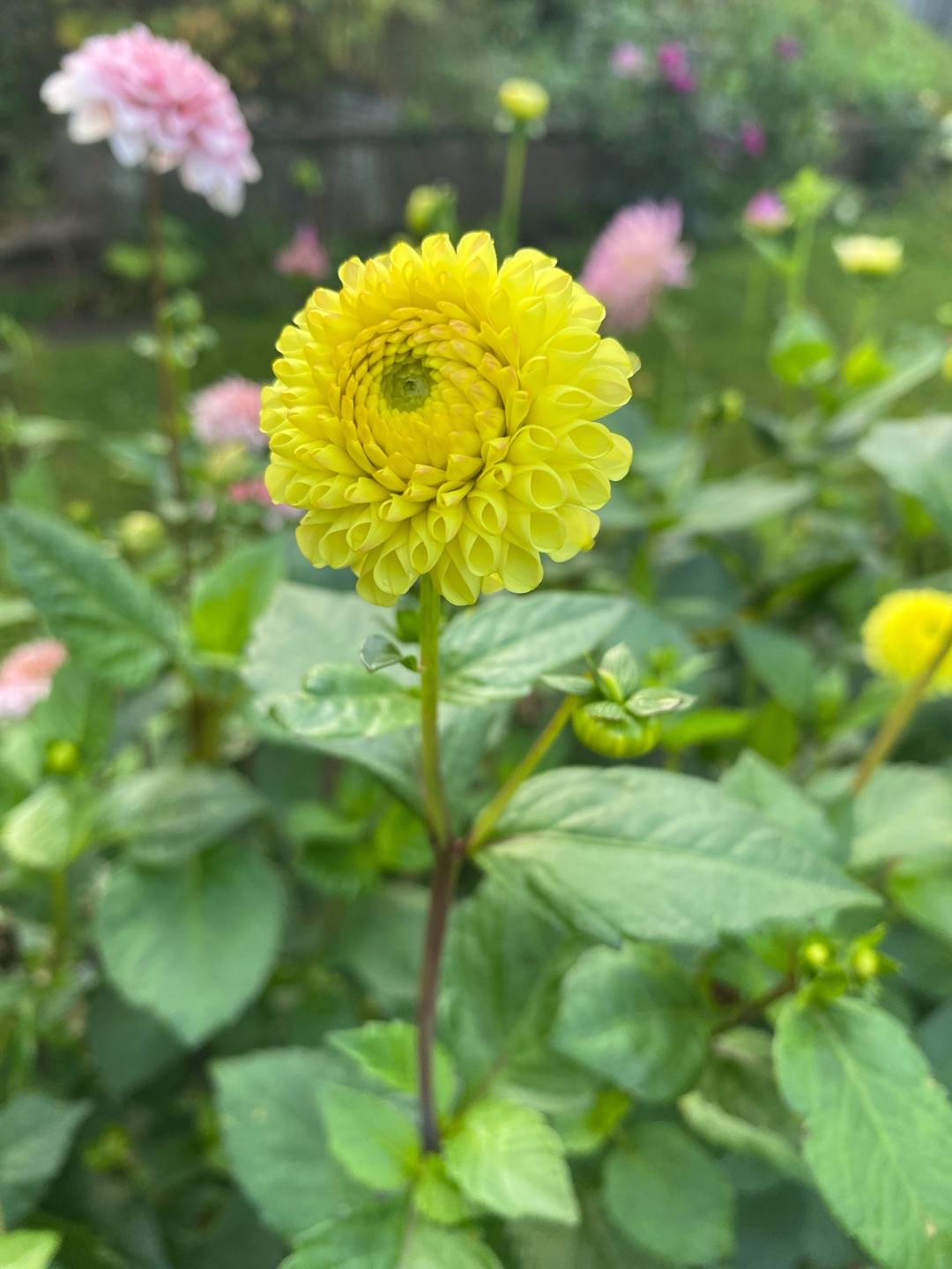 Petra på Blomstervägen