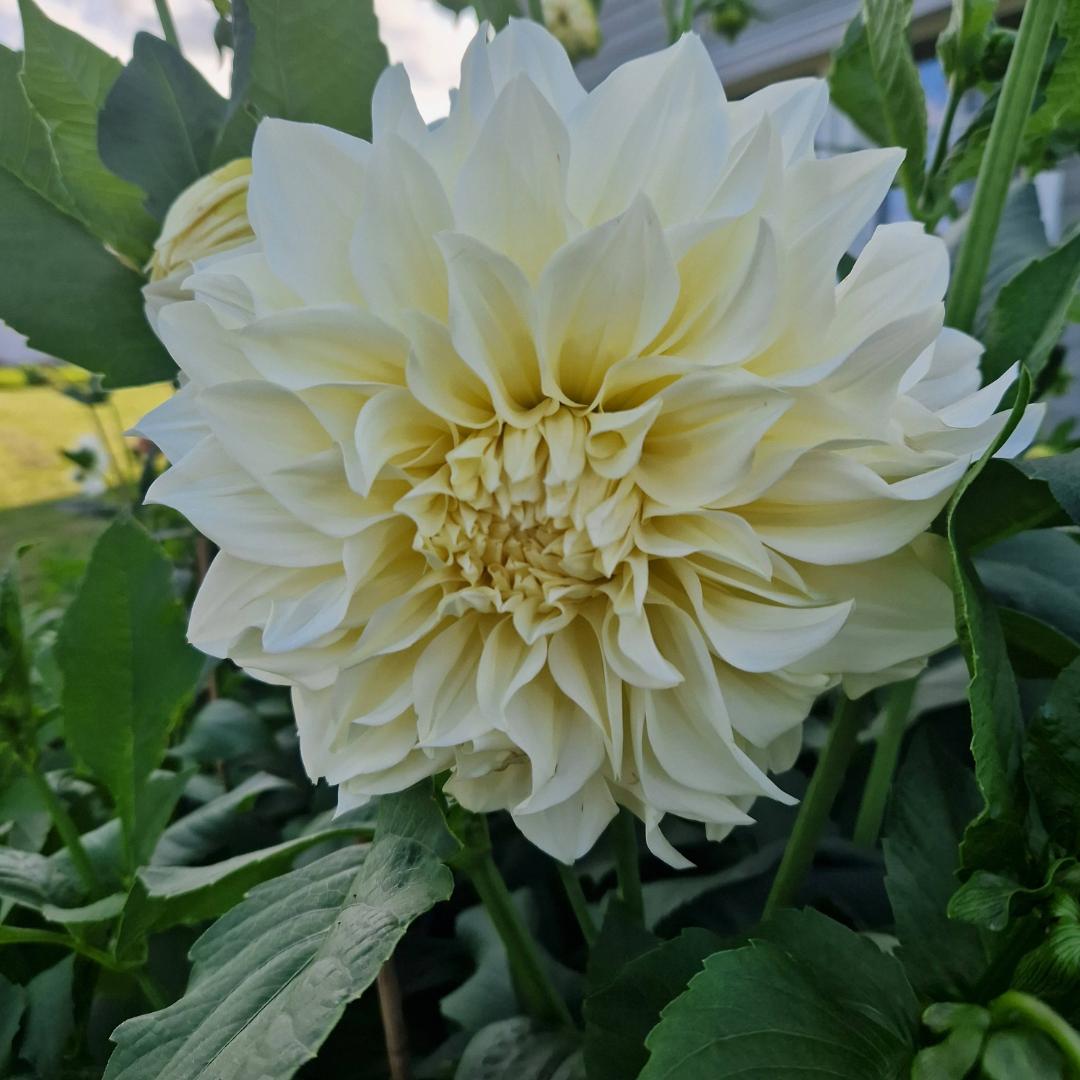 Dahlia Café au Lait Supreme