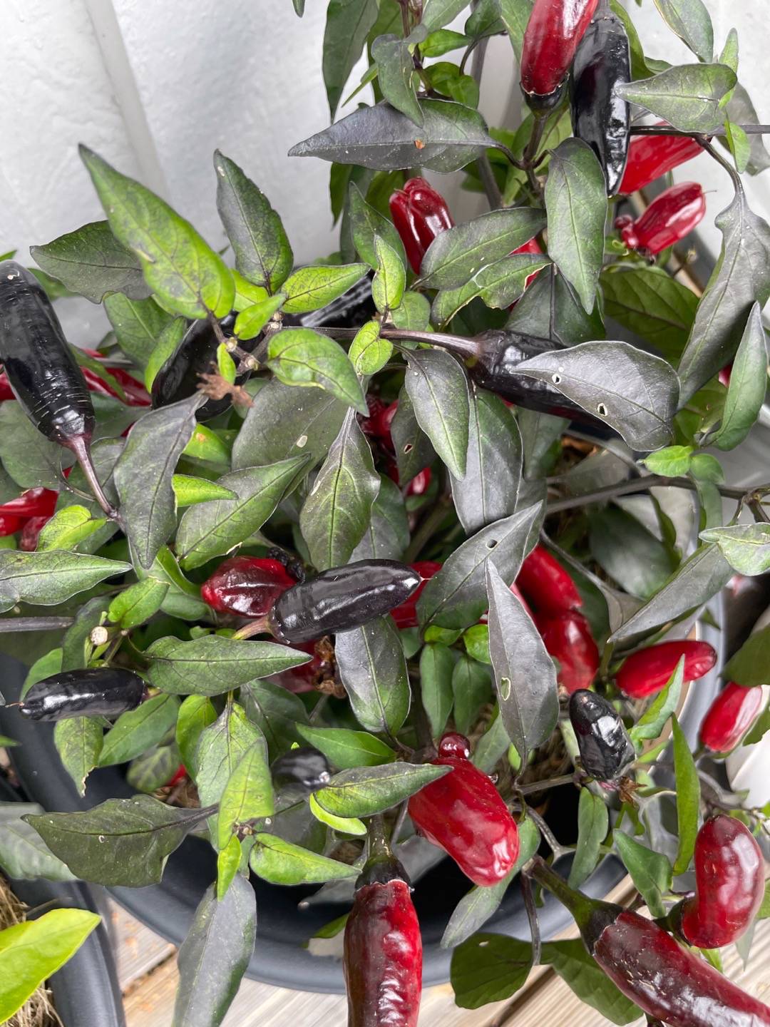 Chilipeppar Pot Black
