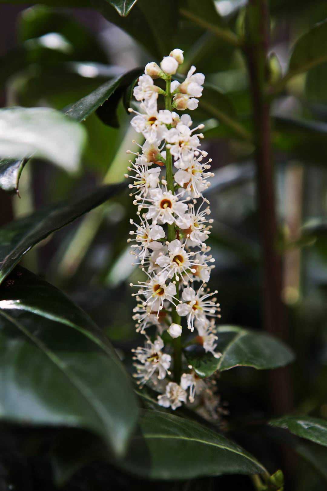 Lagerhägg Caucasica