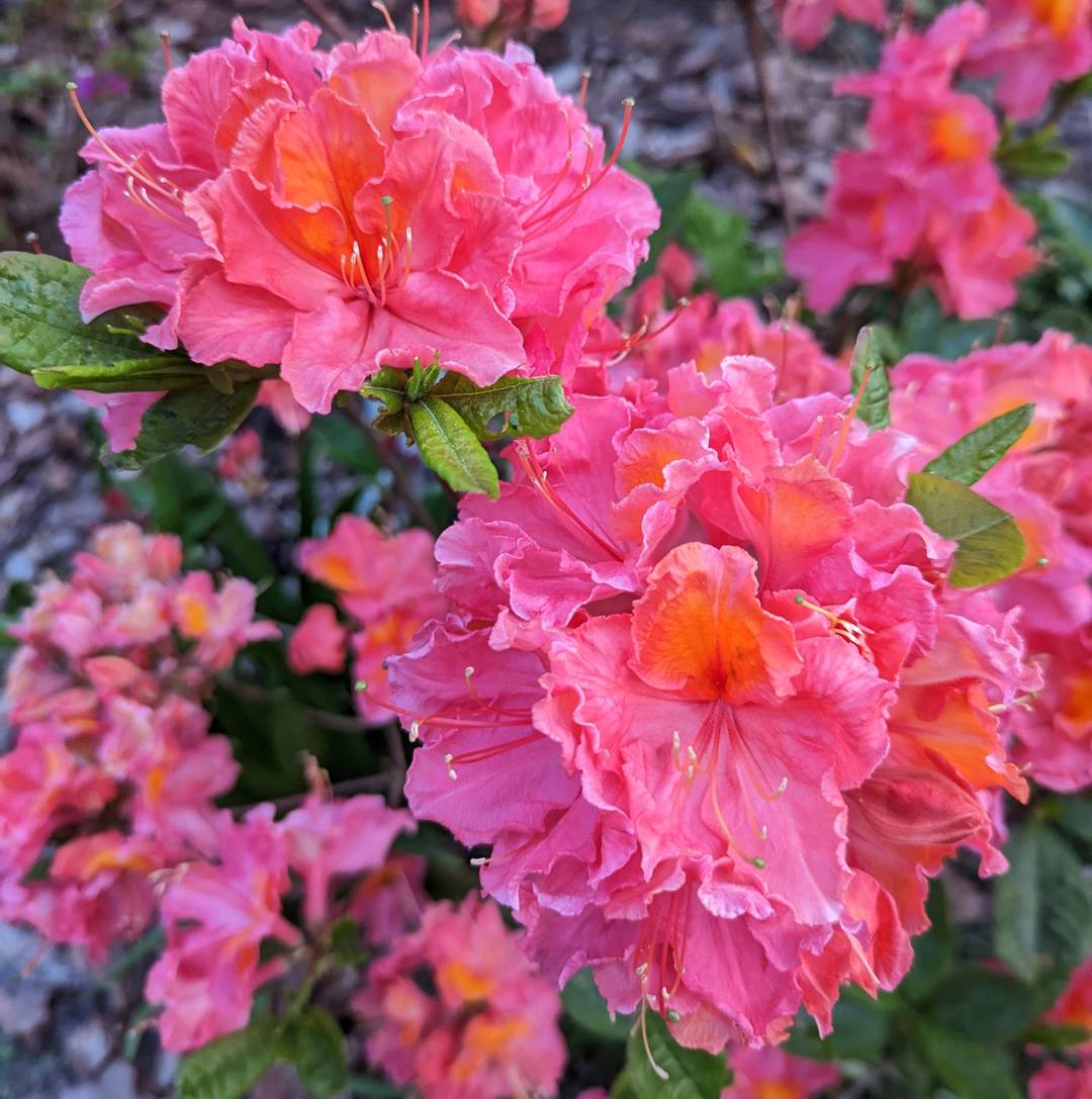 Guldazalea Juanita