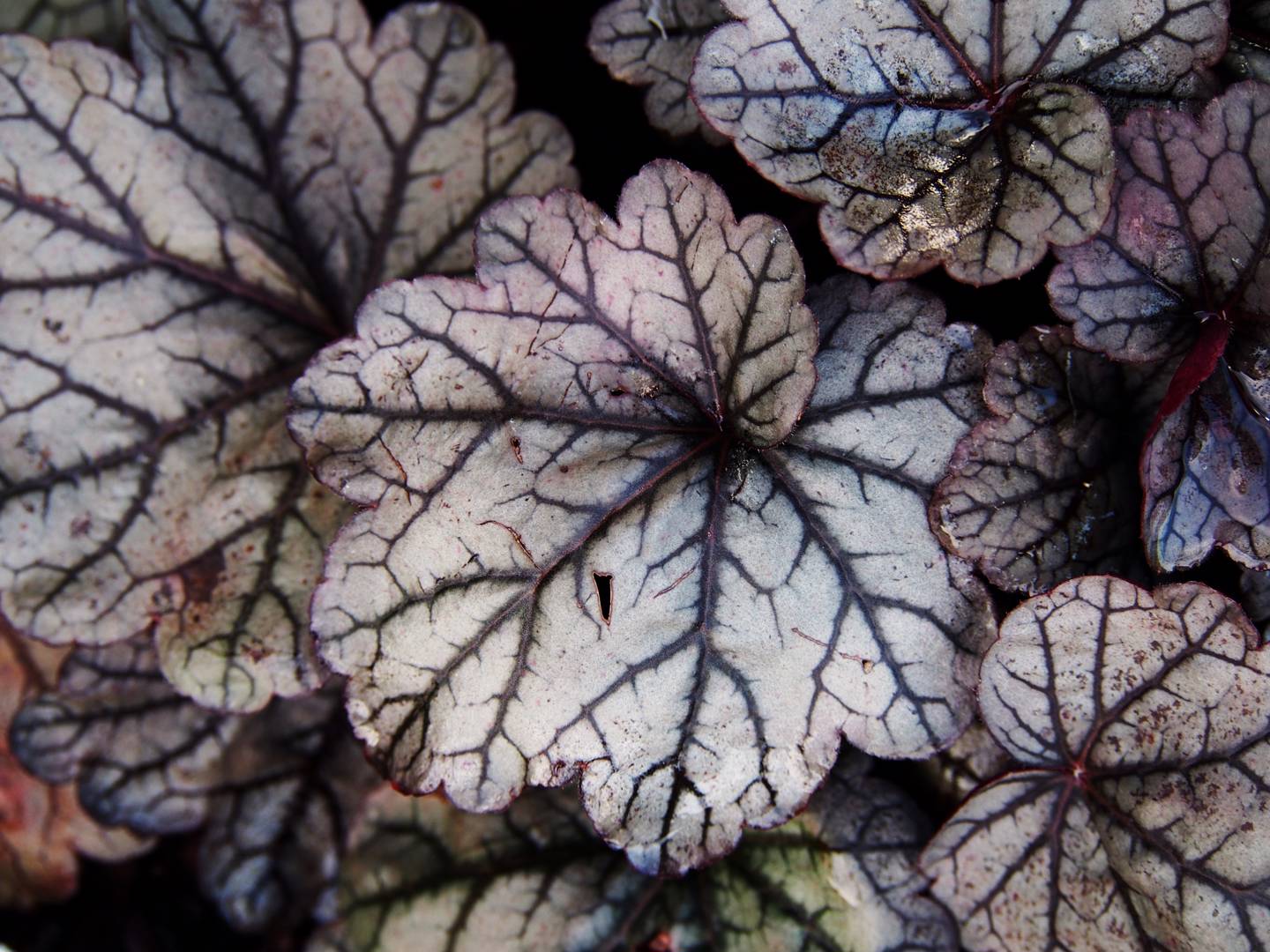 oh-garden-alunrot-sugar-plum