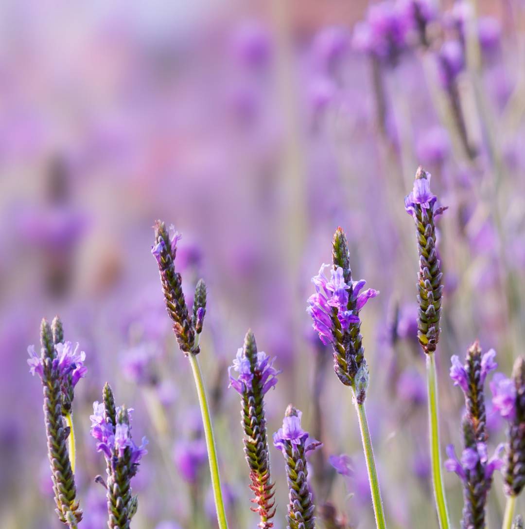 Sommarlavendel Spanish Eyes