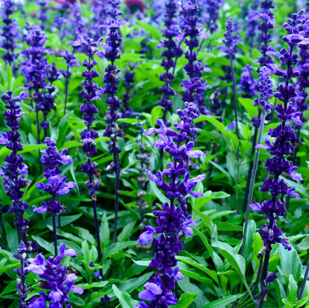 Daggsalvia Evolution