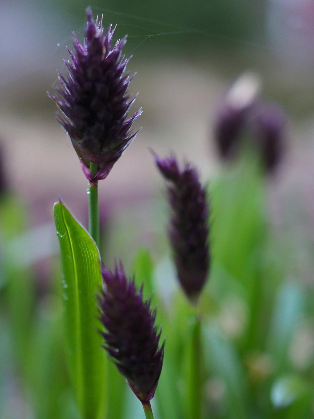 Norrakrakhultsträdgård