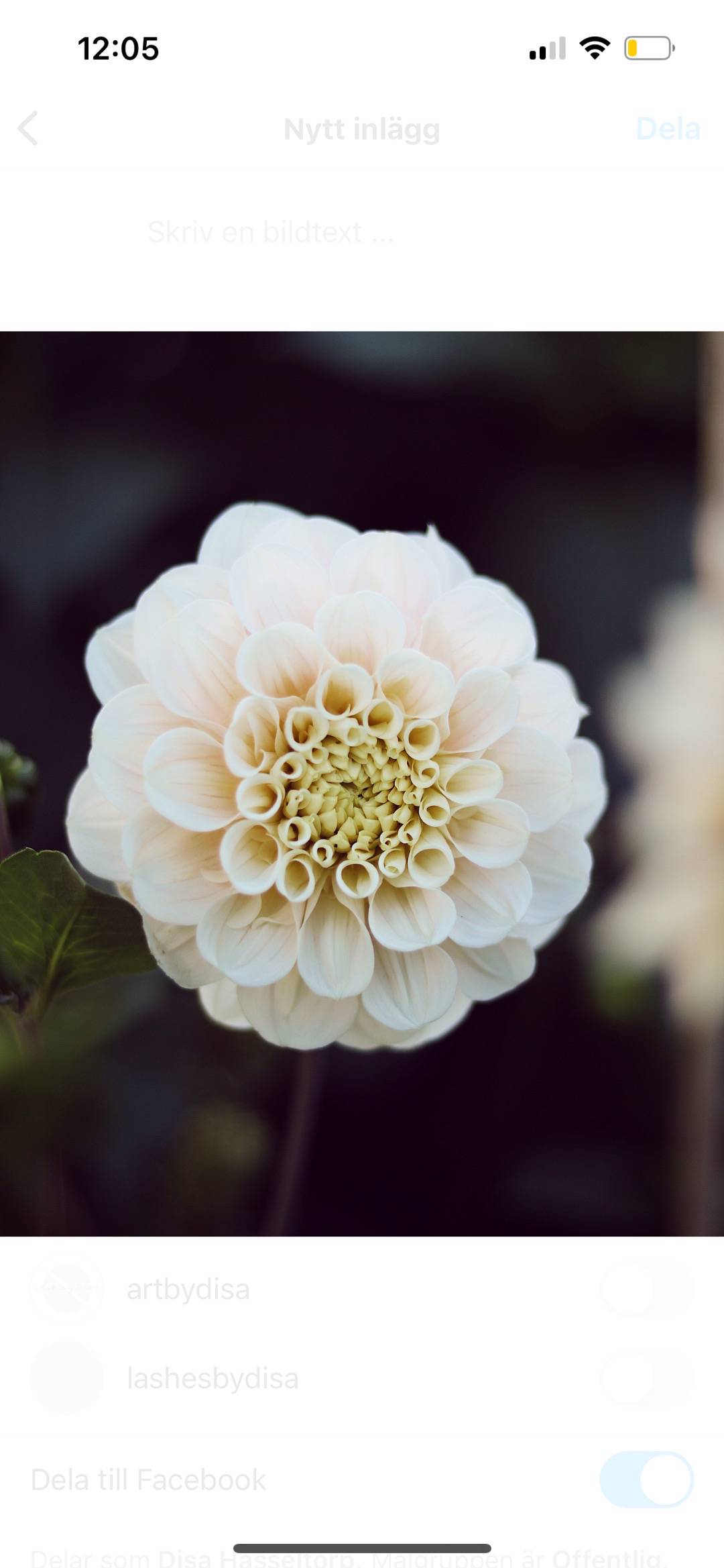 Dahlia Sweet Nathalie