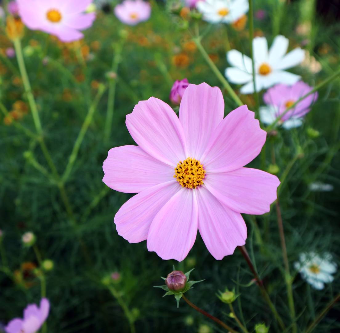 Rosenskära Sonata Pink