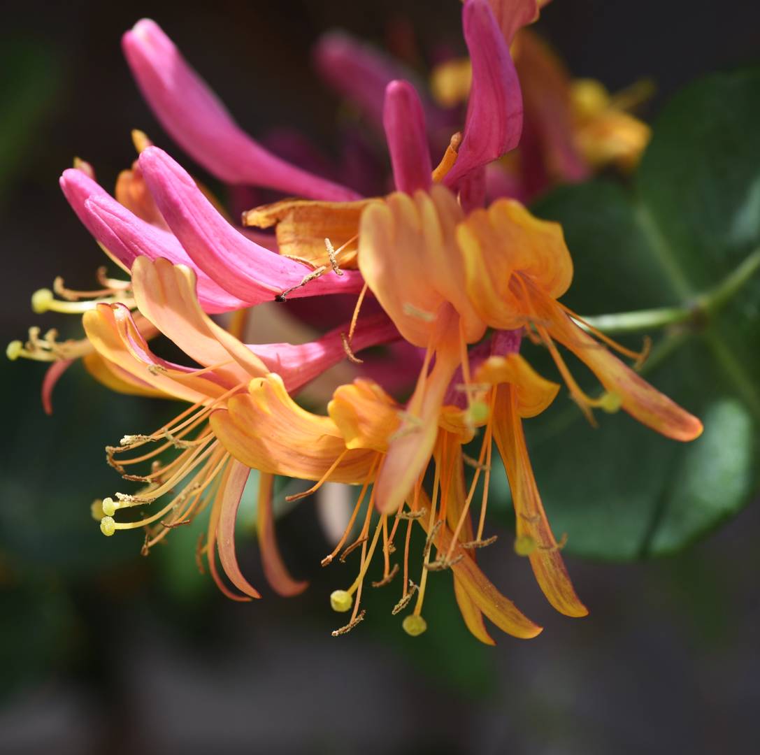 Blomsterkaprifol Goldflame