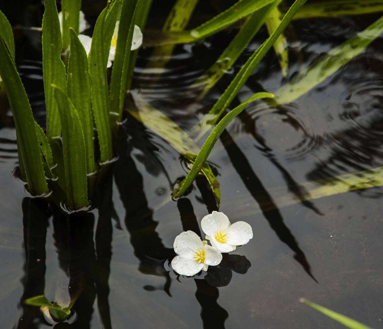 Vattenaloe 