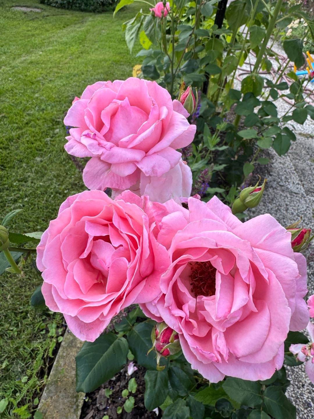 EMJA