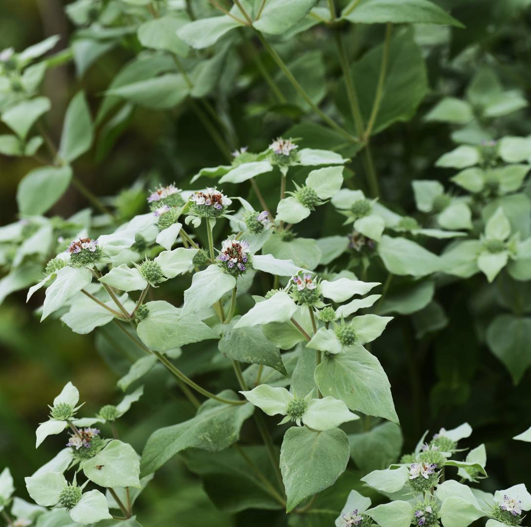 Präriemynta Mountain Mint