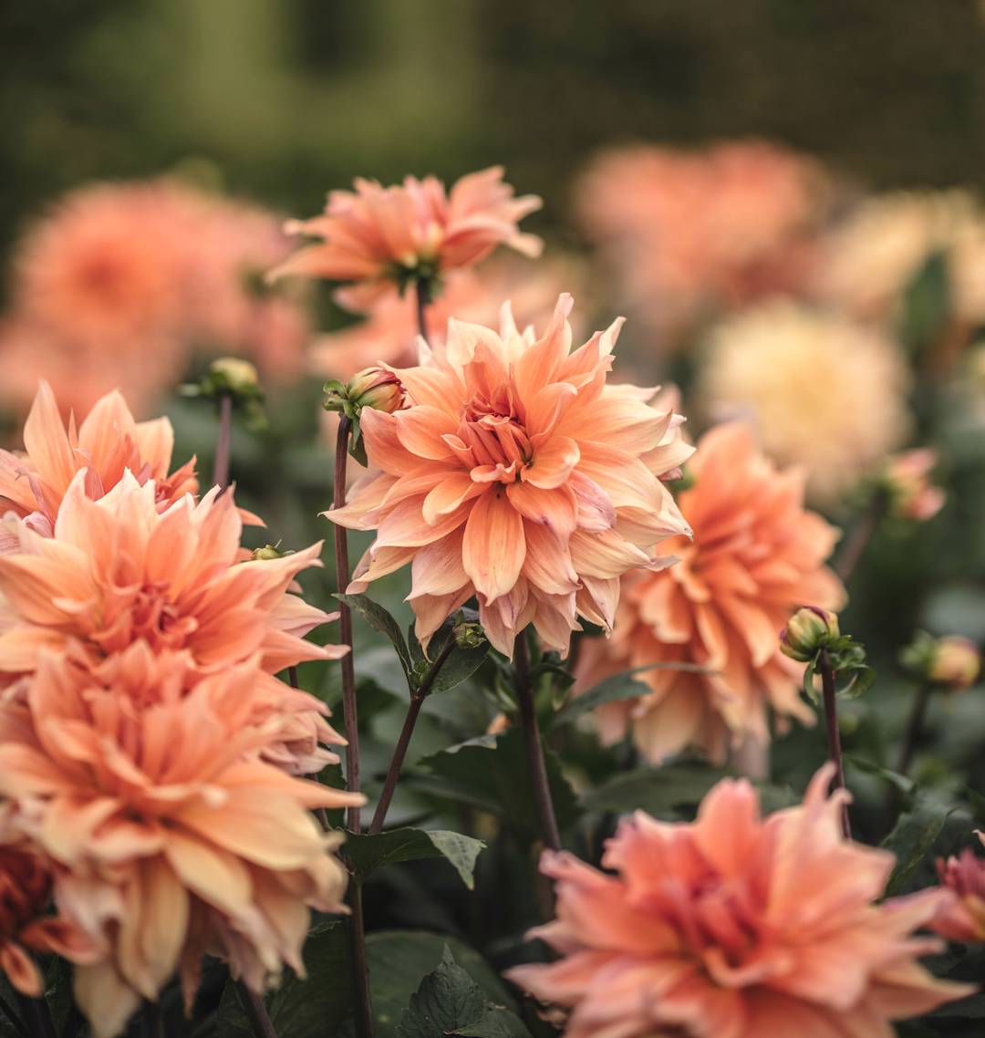 Dahlia Babylon Bronze