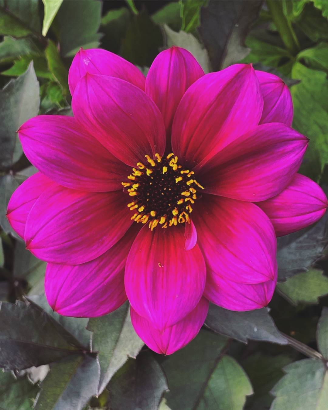 Dahlia Excentrique