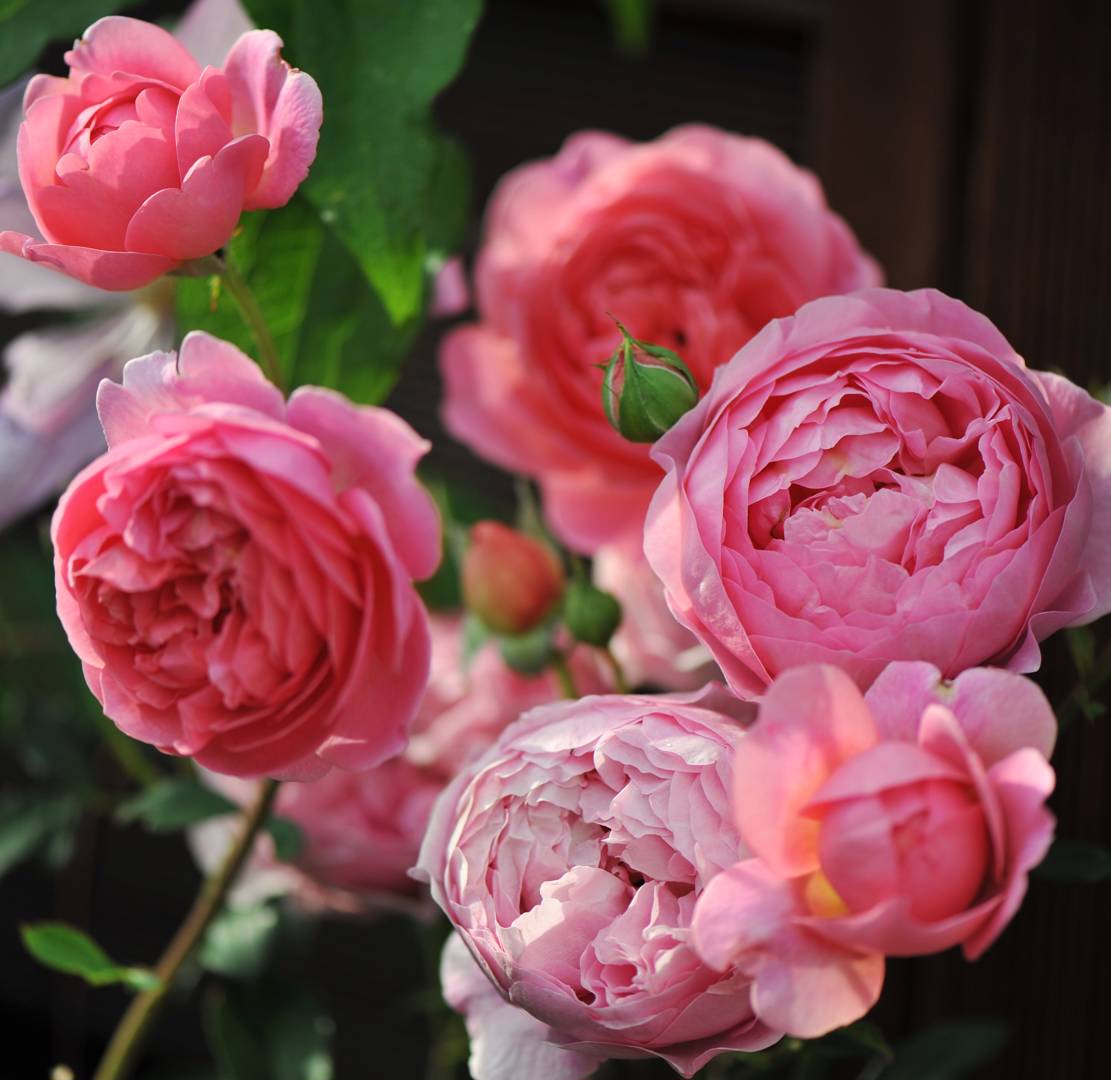 Ros Boscobel