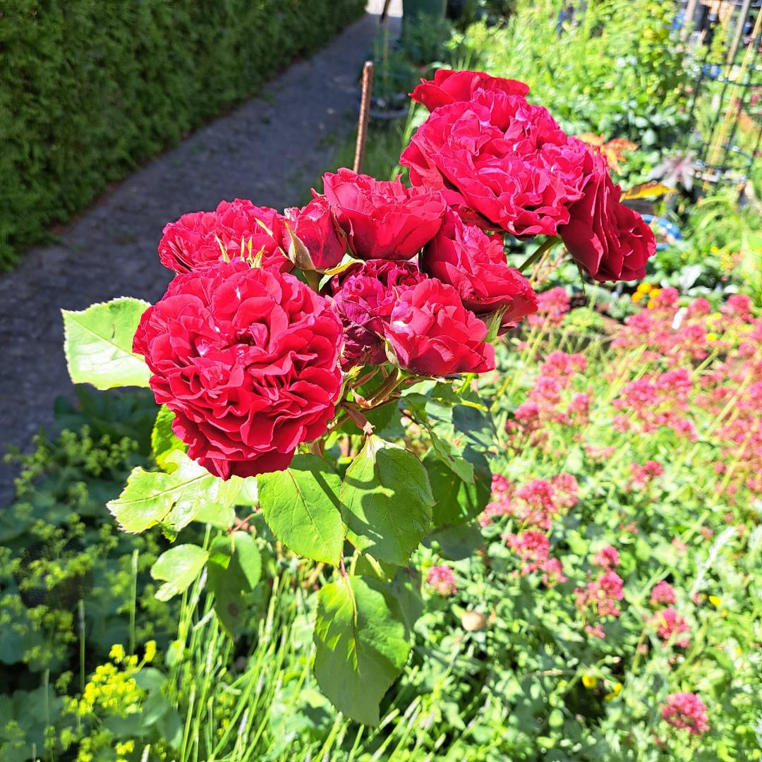 Oh!Garden - Ros Nadia Renaissance