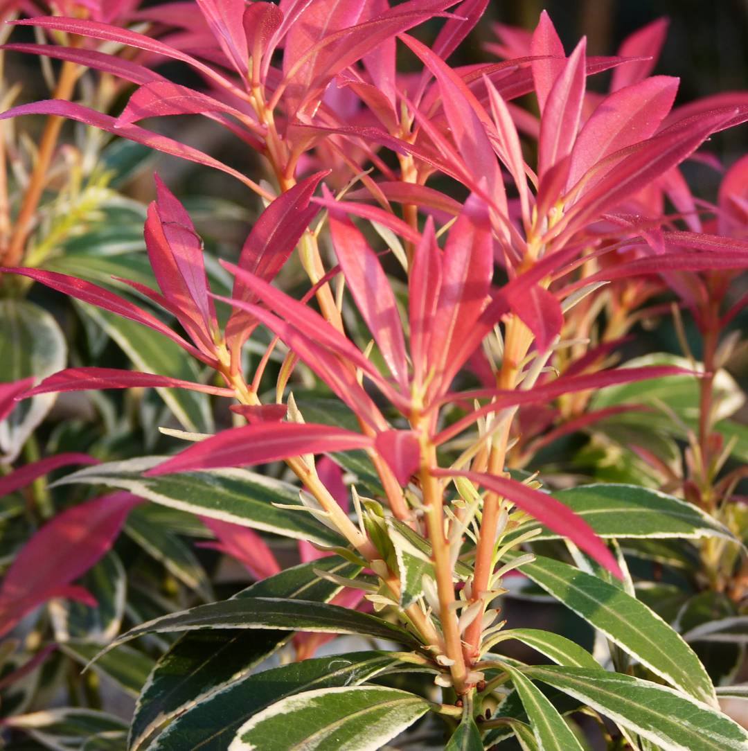 Japansk Buskrosling Flaming Silver