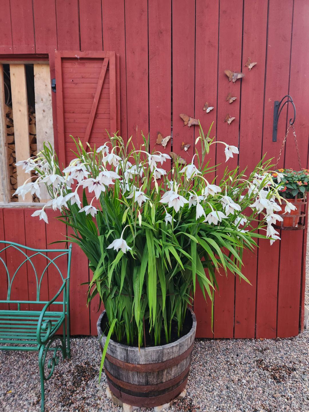 Skogssnårets trädgård