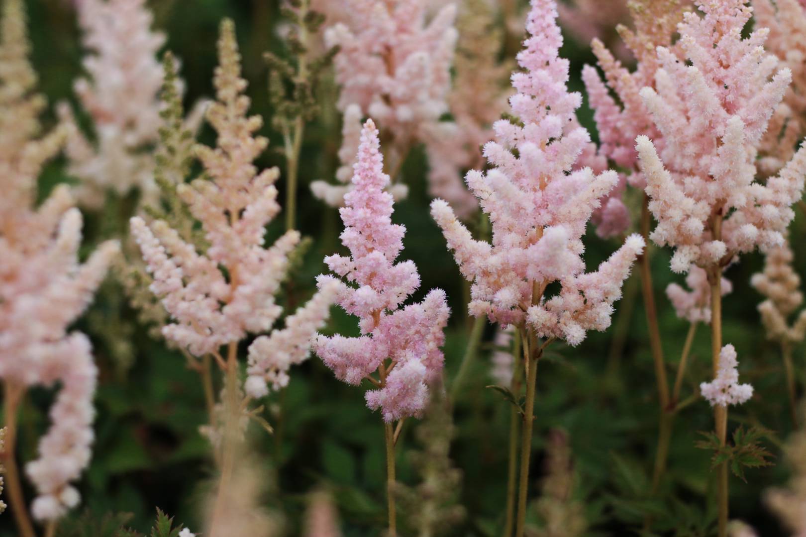 Astilbe Vision Inferno