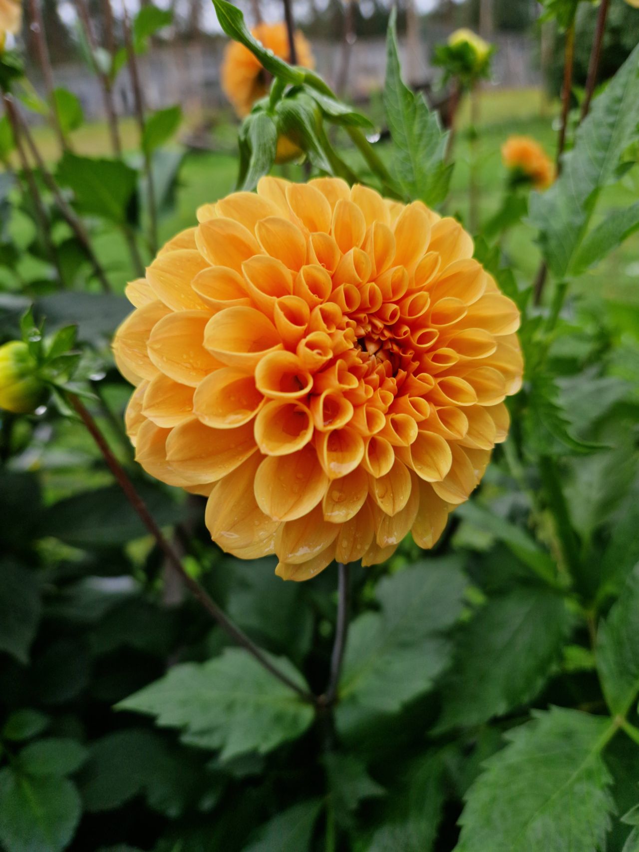 Dahlia Ralphie