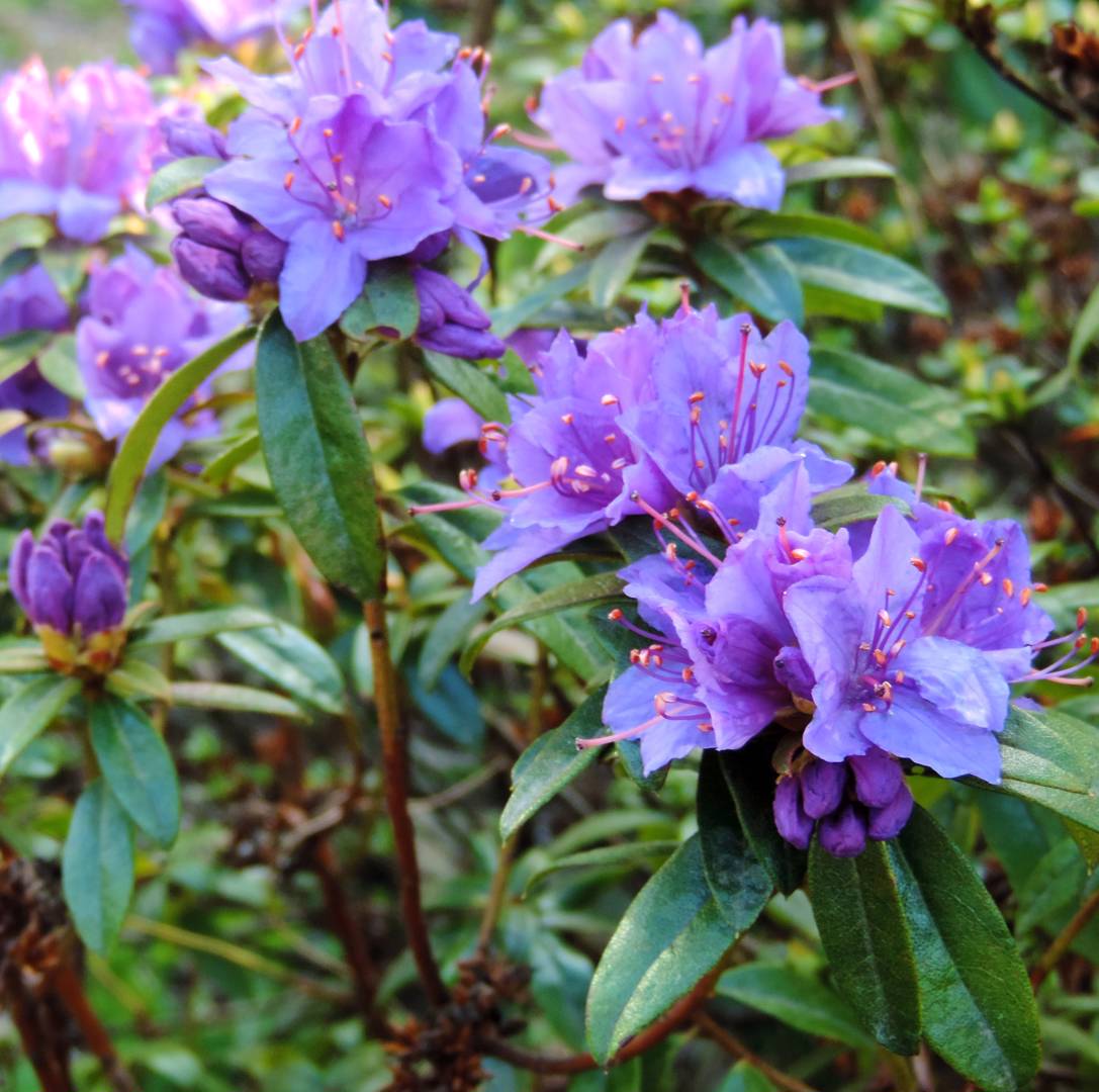 Rhododendron Blue Tit