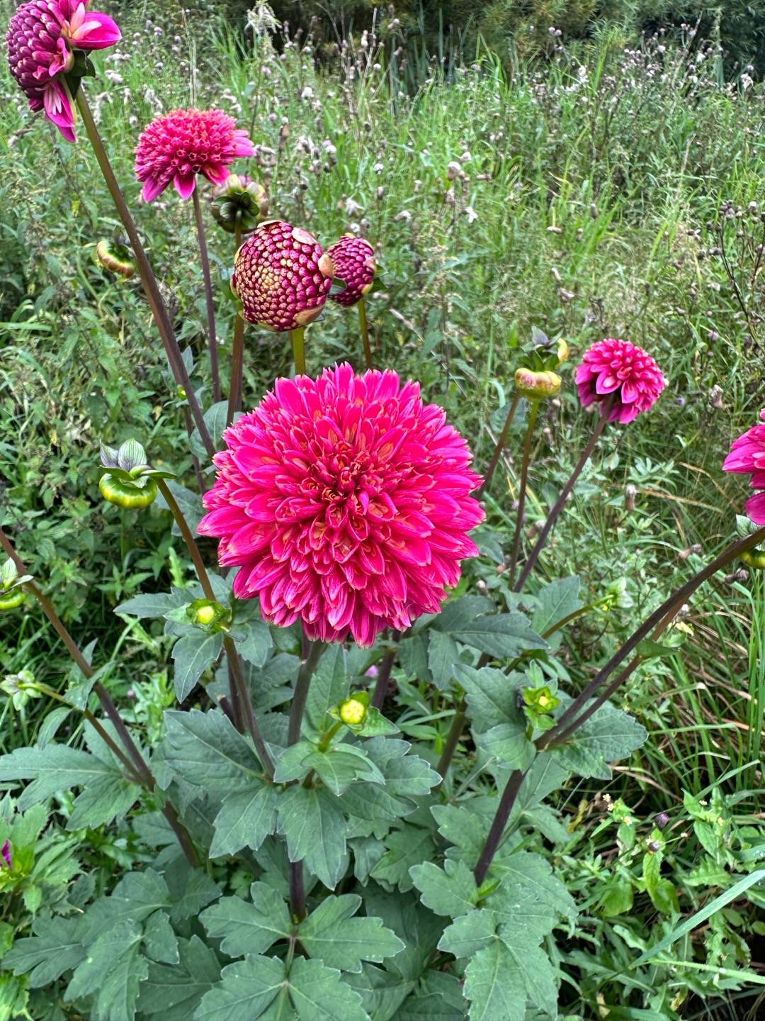 Dahlia Alyshia