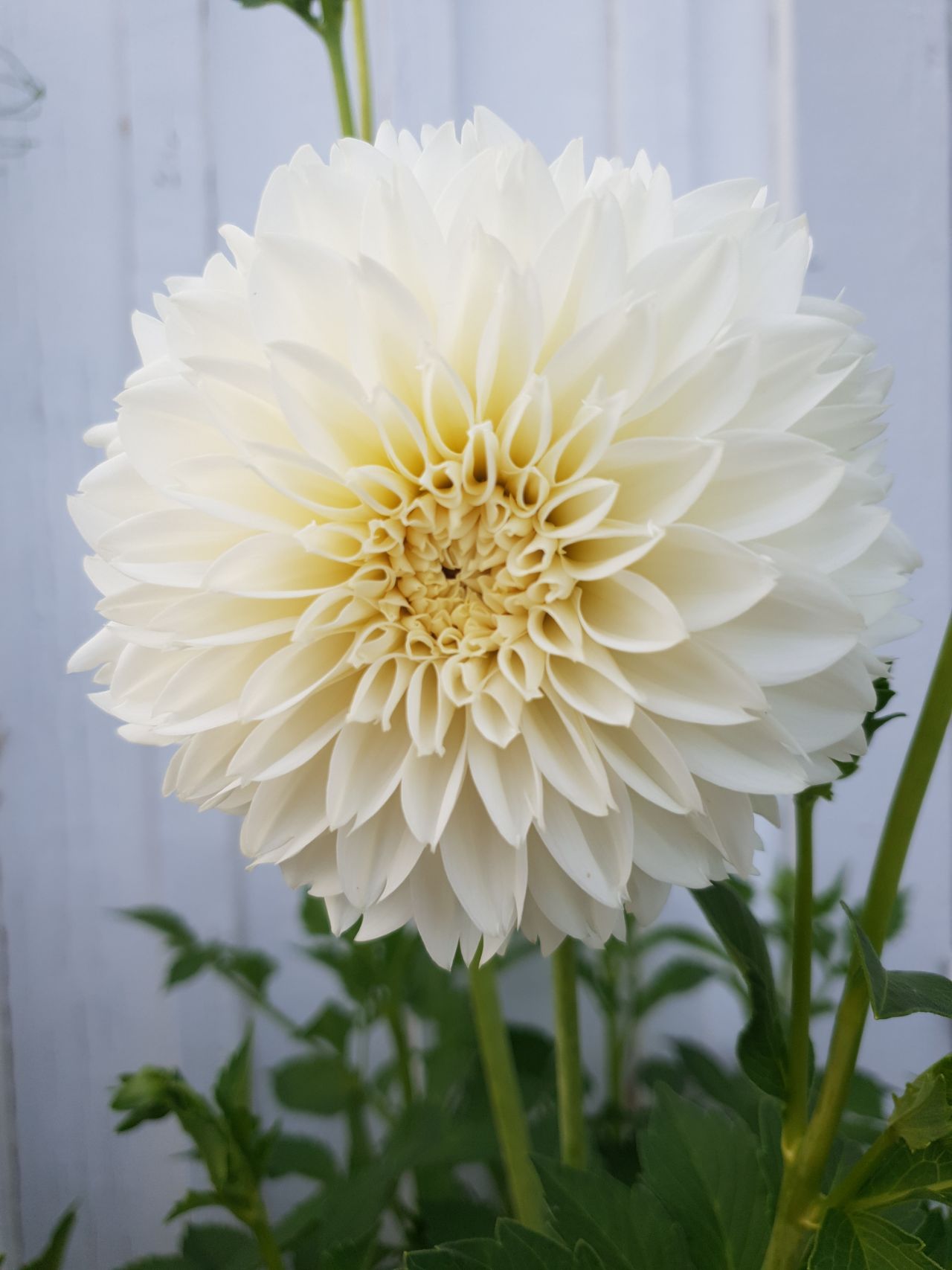 Dahlia Myama Fubuki